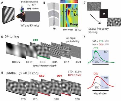 Impaired Adaptation and Laminar Processing of the Oddball Paradigm in the Primary Visual Cortex of Fmr1 KO Mouse
